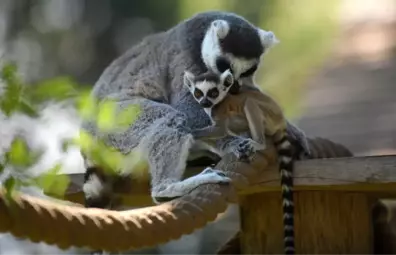 Lemurların Yavru Sevinci