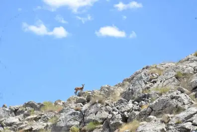 Kahramanmaraş'ta 100 Yıl Aradan Sonra İlk Kez Yaban Keçileri Görüldü