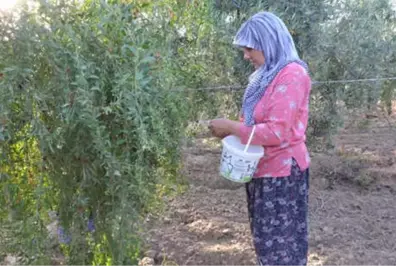 7 Yıl Önce Aydın'da Goji Berry Meyvesini Yetiştirmeye Başlayan Çift, Siparişlere Yetişemiyor