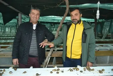 Türkiye'de Bir İlki Başardılar! Salyangoz Yetiştirip, İhraç Edecekler