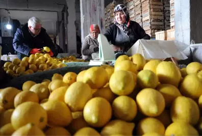 Limon Değerleneceği Güne Kadar Yatakta