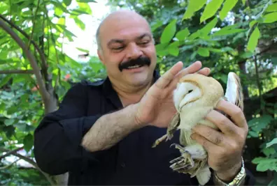 Yaralı Peçeli Baykuş 'Şampiyon'a Sığındı