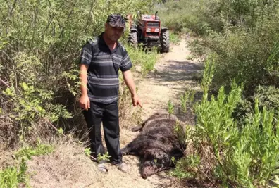 Köylülerin Kabusu Olan Yaban Domuzu 45 Gün Sonra Etkisiz Hale Getirildi