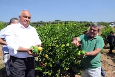 Başkandan Cezeryeli İhracatlık Limon Kesimi