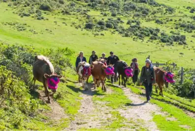 Doğu Karadeniz'de Yaylalardan Köylere Göç Başladı