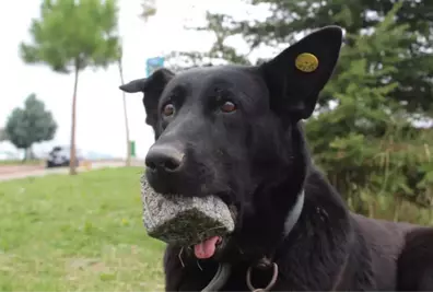 Yavrularını Kaybeden Köpek, 3 Yıldır Ağzında Taşla Geziyor