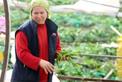 Hortum Faciasının Ardından Acı Hasat