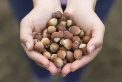 Ferrero Fındık'tan Türkiye'ye 150 Milyon TL Yatırım
