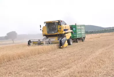 İslahiye'de buğday ve arpa hasadı başladı