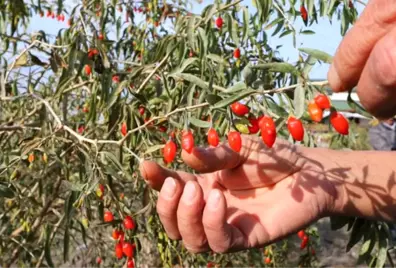 Hobi Olarak Goji Berry Üretmeye Başladılar, Şimdi Talebe Yetişemiyorlar