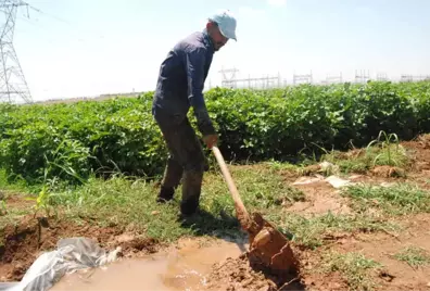 Pamuk Çiftçilerinin Sıcakla İmtihanı