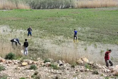 Milyonlarca Balık Kıyıya Vurdu, Duyan Koşarak Gelip Çuval Çuval Topladı