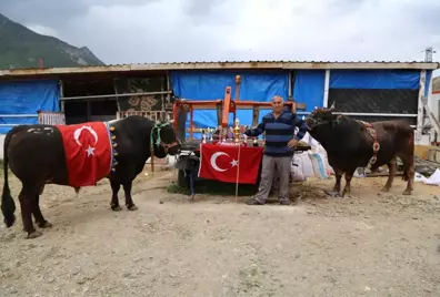 Artvin'de Milyonluk Boğa Üretim Çiftliği