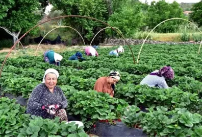 Kilosu 10 liradan satılan 'Vali Hanım Çileği' üreticinin yüzünü güldürdü! Hedef 800 ton