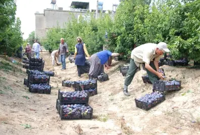 Hobi olarak başladığı Japon eriğinden 120 ton ürün elde etti