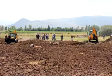 Erzincan'da şaşkına çeviren görüntü! İnekleri tarlada bu halde buldular