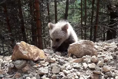 Yavru ayı yola indi, Arap turistler şaştı kaldı