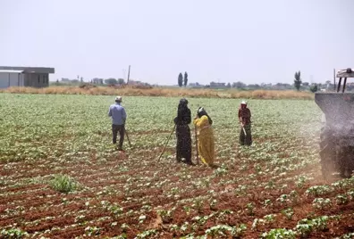 Ekmek davası için kavurucu sıcakta çalışıyorlar