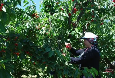 Tescilli Salihli kirazında hasat sevinci