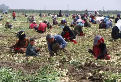 Adana'da Turfanda Soğan Hasadı Başladı, Fiyatlar Yarı Yarıya Düşecek