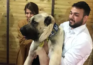 Kangal Köpeklerinin Güneydoğulu Rakibi Kurtboğan, Fuarın Gözdesi Oldu