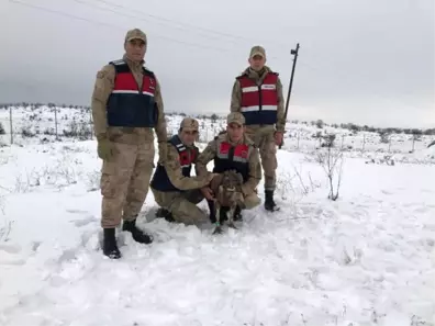 Diyarbakır'da Askerler, Yaralı Akbabayı Donmak Üzereyken Buldu