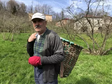 Karadenizli Fındık Üreticisi Bu Seneki Fındık Fiyatlarına Umutla Bakıyor