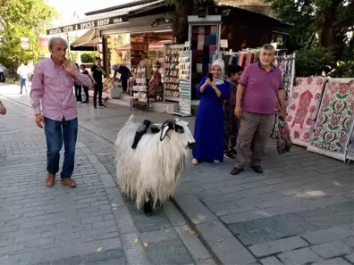 Keçisi ile evcilleştirdiği kargaları arkadaş oldu