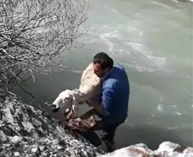 Hurman Çayı'nda Mahsur Kalan Koyunu Öğretmen Kurtardı