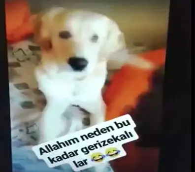 Köpeğin Gözüne Deodorant Sıktı !