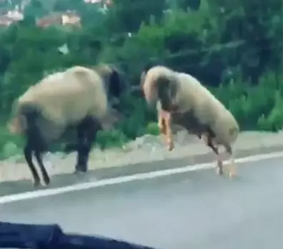 Koçların kafa kafaya kavgası kameralara yansıdı