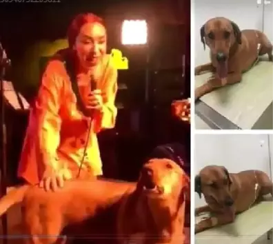 Leman Sam'ın Konserinde Sahneye Fırlayan Köpeği Zehirlediler