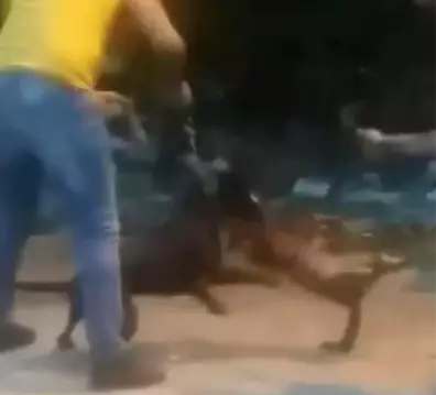 Vicdansız adam köpeğine sokak kedisini böyle parçalattı