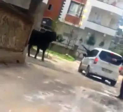 Kaçan Boğa Durdurulamayınca Tüfekle Vuruldu