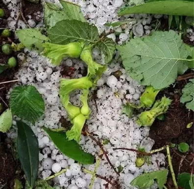 Ordu'da araçları doludan korumak için tahtalı önlem