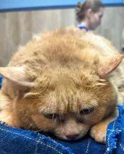 Obez kedinin zor anları görenleri güldürdü! Diyet merkezinden kaçamadı