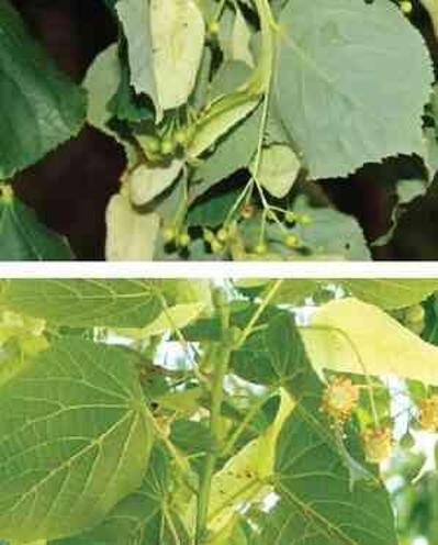 Ihlamur nerede yetişir? 2024 YKS -TYT Coğrafya Ihlamur hangi bölgede yetişir sorusu cevabı ne?