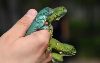 İguana Yavruları İlgi Odağı Oldu