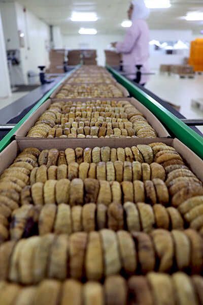 Kuru incir ihracatı son 11 ayda ülkeye 241 milyon dolar kazandırdı