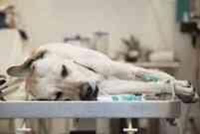 Köpeklerin uyutulması nasıl oluyor? Köpek uyutma yöntemi nedir?