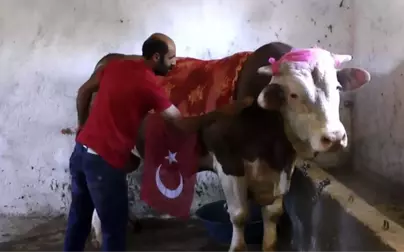 1 Ton 100 Kilo Ağırlığındaki 'Beşo' Alıcısını Bekliyor