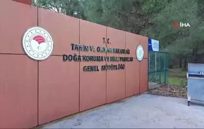 Barınaktan Kaçan Ayıyı Yakalama Çalışmaları Devam Ediyor