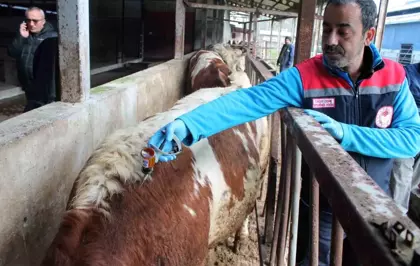 Düzce'de İlkbahar Şap Aşılama Kampanyası Başladı