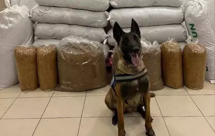 Kırıkkale'de 520 Kilogram Kaçak Tütün Ele Geçirildi