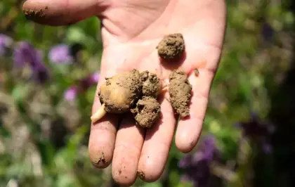 Samsun'da 'Topraktaki Altın' Salep Hasadı Başladı