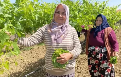 Kilosunu 70 TL'ye satıyorlar hiç masrafı yok