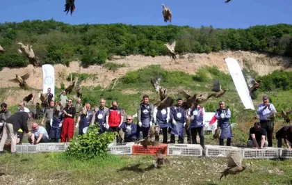 Kahverengi Kokarca ile Mücadelede Biyolojik Çözüm: 800 Sülün Doğaya Salındı