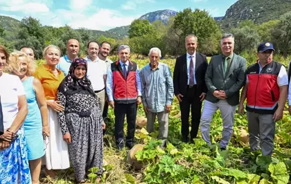 Camili Bal Kabağı Hasadı Yapıldı