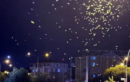 Ardahan'da 'ölüm dansı' yapan sinekler yoğunlaştı