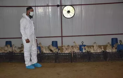 Muş'ta Kaz Yetiştiriciliği Projesi Kapanış Programı Düzenlendi